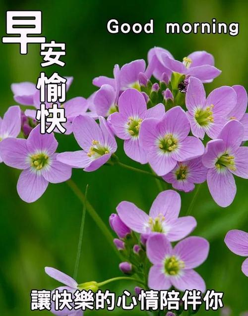 夫妇问候在早晨