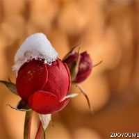 一个是非常现实的，适合朋友圈（选定的84句）