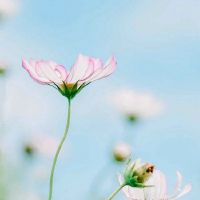 表达幸福的句子：幸福来自一个和平的心