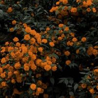 甜点句子给女朋友