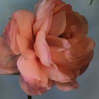 紧张的心情，麻烦，女人，情绪大，情绪大