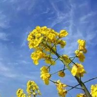 春暖花开的季节的说说