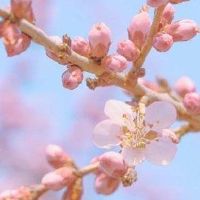 朋友圈晒桃花的说说大全 2022春季赏桃花的句子发朋友圈