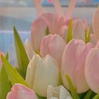 赏郁金香的心情说说 春天欣赏郁金香的说说