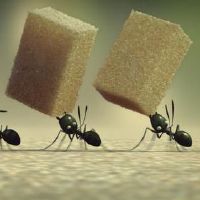 关于蚂蚁的网名大全(精选103个)