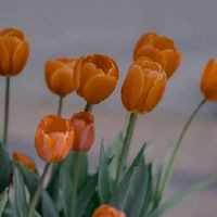 初为人母不易的句子 做妈妈不易经典语录