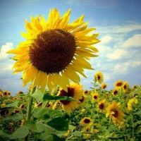 好听带日字的网名大全(精选38个)