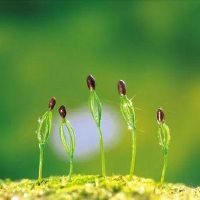 关于春的4字昵称 带春字的四个字的网名(精选103个)