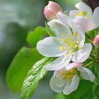 关于海棠的网名大全(精选112个)