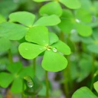 关于幸运草的网名大全(精选94个)