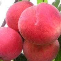 关于蜜桃的网名大全(精选105个)