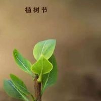 植树节发朋友圈的正能量说说 2022植树节正能量语录