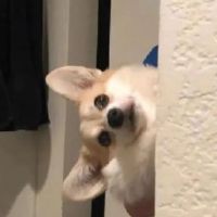 六字逗比网名男生搞笑 精辟逗比的网名六字(精选40个)