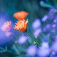 三个字好听惊艳的花朵名字(精选99个)