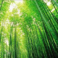 关于竹子的网名大全(精选103个)