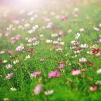 好听唯美细腻的字网名大全(精选93个)