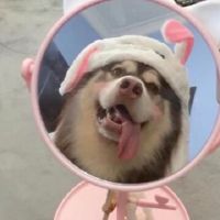 非常搞笑的谐音句子(精选30句)