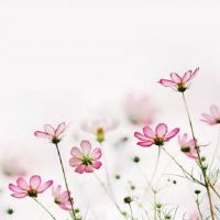 唯美小清新的女生网名(精选93个)