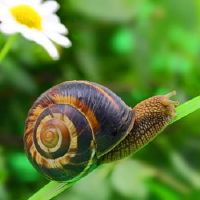 关于蜗牛的网名大全(精选120个)