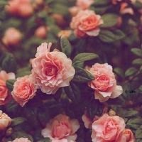 清新温和好听的网名大全(精选78个)