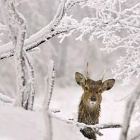 唯美带雪的女生网名(精选65个)