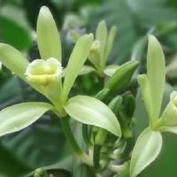 关于香草的网名大全(精选96个)