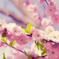 关于樱花的网名大全(精选128个)