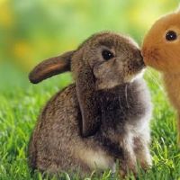 兔子的名字高雅而好听 关于兔子的网名(精选59个)