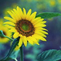 关于向日葵的网名大全(精选44个)