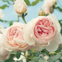 关于蔷薇的网名大全(精选193个)