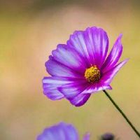 让对方看到暖心的句子,让对方看到暖心的句子晚安