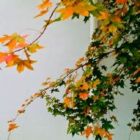 描写河流的句子，小河流淌的优美句子