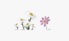 开开心心又快乐的句子