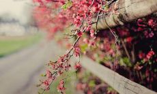 自己心静的句子