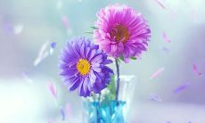 亲情平安幸福句子