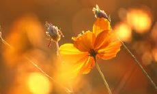 表示亲情感恩敬老的句子