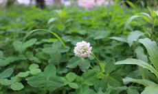 祝福亲情长久的句子