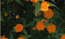 让男生抵抗不了的撒娇的话