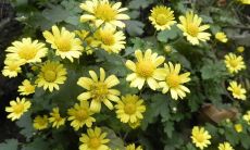 关于野菊花的优美句子