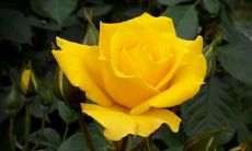 周末客户祝福问候短信