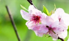 赞美桃花的诗句