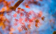 秋天唯美开心的句子