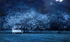 关于夜晚的优美句子