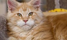 描写小猫的句子