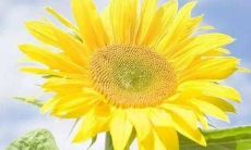 早安句子说说心情 唯美 简单