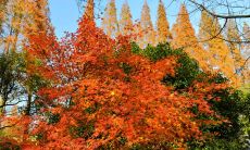 初冬深秋问候短信