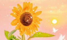 抖音超级温柔的文案