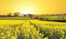 春游赏花朋友圈文案