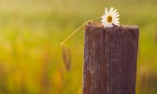 和妈妈一起开心的句子