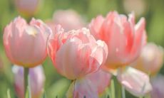 2022三八女王节朋友圈文案